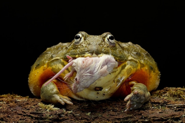 Rana toro africana comiendo ratón blanco