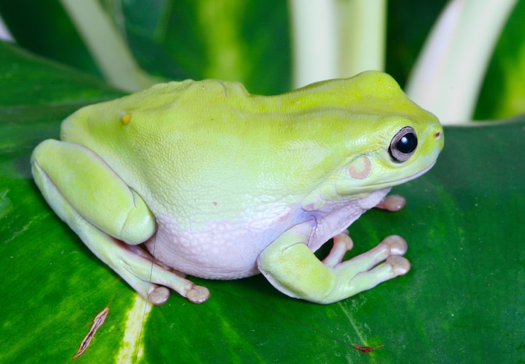 Foto gratuito rana verde (en inglés)