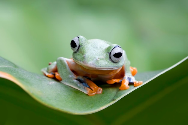 Rana voladora cara de primer plano en rama imagen de primer plano de rana arborícola de Java