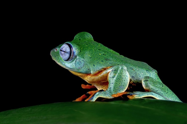 Foto gratuita rana voladora cara de primer plano en rama imagen de primer plano de rana arborícola de java