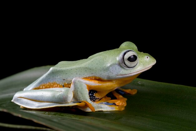 Rana voladora en hojas verdes hermosa rana arborícola sentada en hojas verdes