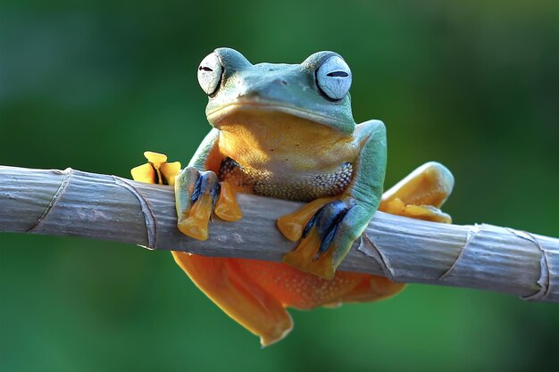 Rana voladora en rama hermosa rana arborícola en rama rachophorus reinwardtii rana arborícola de Java