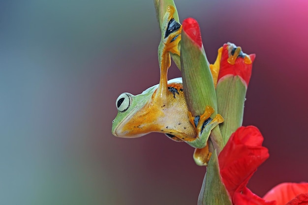 Foto gratuita rana voladora sentada sobre hojas verdes hermosa rana arborícola sobre hojas verdes rachophorus reinwardtii javan tree frog en rama