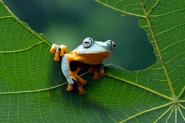 Rana voladora sentada sobre hojas verdes Rachophorus reinwardtii tree frog