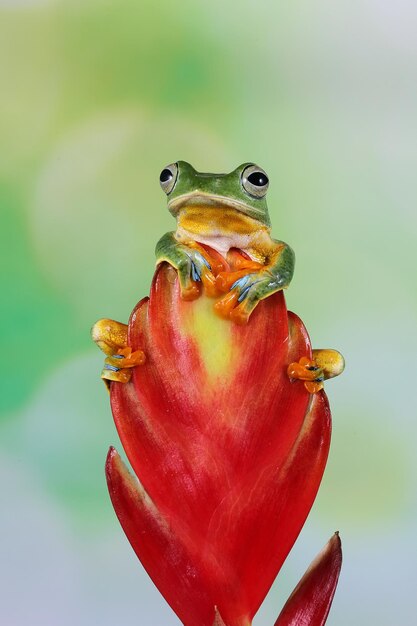 Rana voladora sentarse en capullos de flores hermosa rana arborícola en rama rachophorus reinwardtii rana arborícola de Java