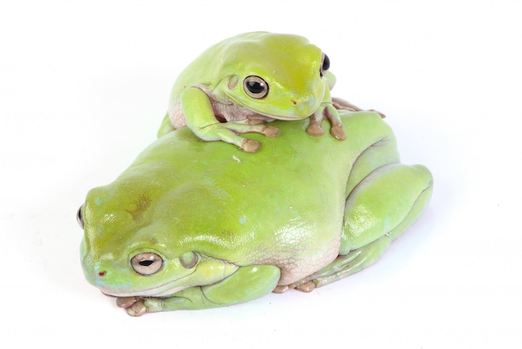 Foto gratuito ranas arbóreas verdes
