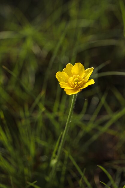 Ranúnculo otoñal, botón dorado, Ranunculus bullatus