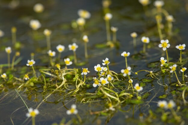 Ranunculus saniculifolius pata de gallo de agua de hojas sanículas, Malta, Mediterráneo