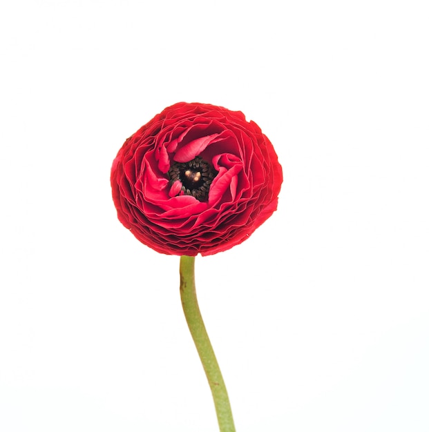 Ranunkulyus flor roja sobre un blanco