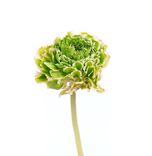 Ranunkulyus flor verde sobre un blanco
