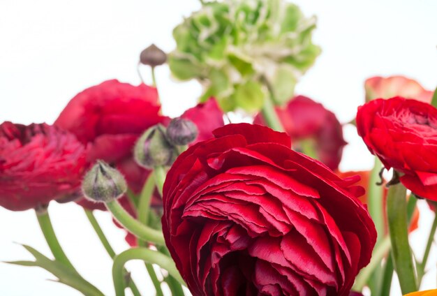 Ranunkulyus ramo de flores rojas sobre un blanco