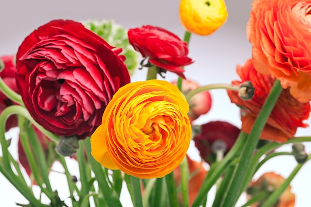 Ranunkulyus ramo de flores rojas sobre una pared blanca