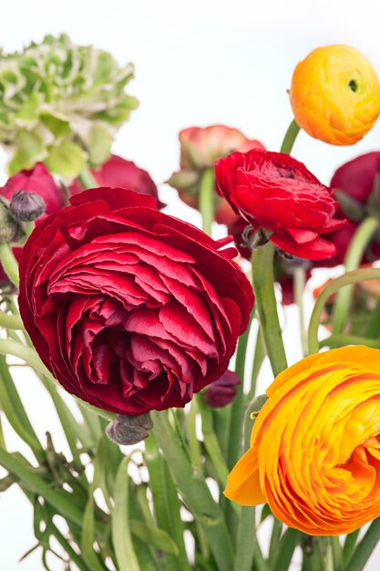 Ranunkulyus ramo de flores rojas sobre una pared blanca