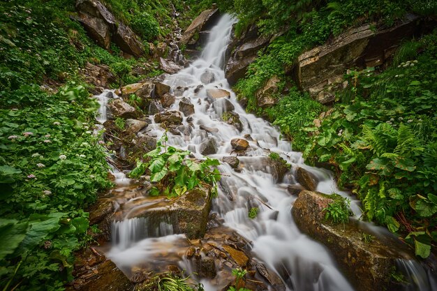 Rápido arroyo de montaña en el bosque