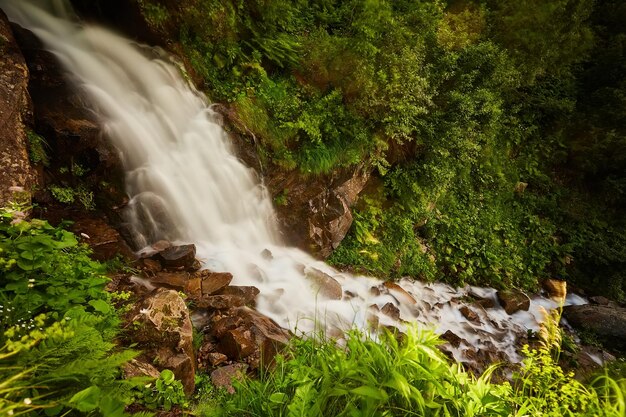 Rápido arroyo de montaña en el bosque