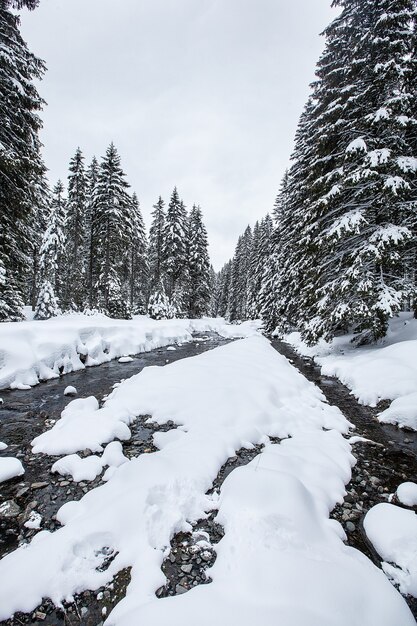 Rápidos de ríos turbulentos en bosques pintorescos durante el invierno. Paisaje mágico