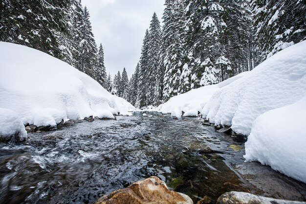 Rápidos de ríos turbulentos en bosques pintorescos durante el invierno. Paisaje mágico