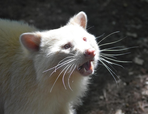 Rara mirada de cerca a un mapache albino.
