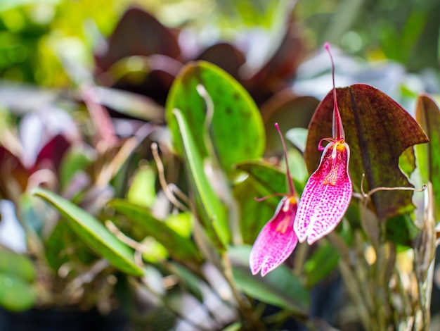 Rara orquídea colombiana en un jardín verde