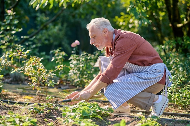 rastrillar Jardinero canoso rastrillando el suelo y luciendo ocupado