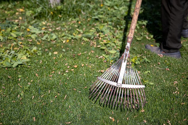 Rastrillo de metal dentado para limpieza de jardines