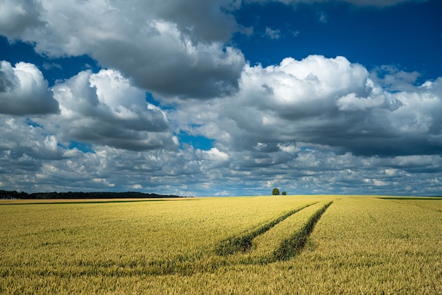 Rastros de tractor en un campo de trigo en una zona rural bajo el cielo nublado