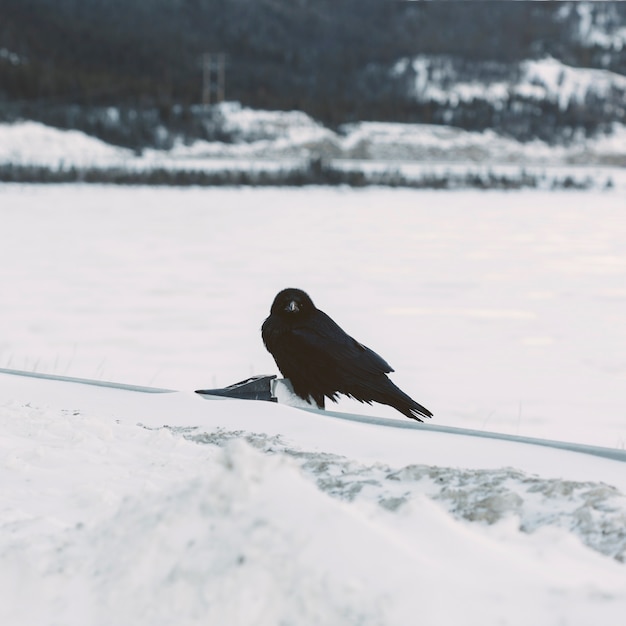 Raven en el fondo cubierto de nieve