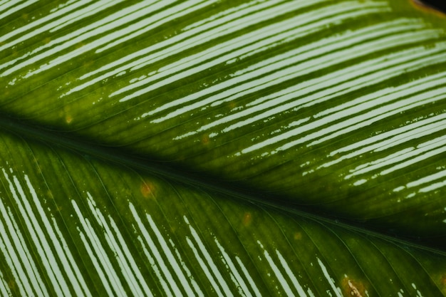 Rayas blancas en la hoja de palma