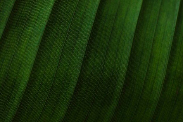 Rayas de primer plano en la hoja de palma