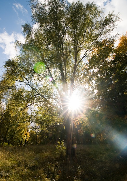 Foto gratuita rayo de sol