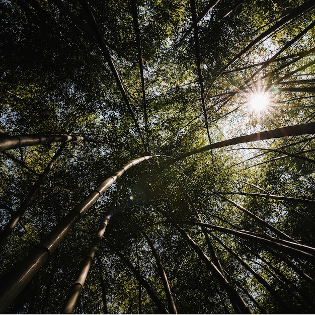 Foto gratuita rayos de sol por árbol gigante