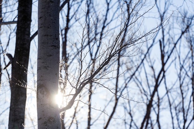 Rayos de sol detrás del árbol en invierno en Zagreb, Croacia