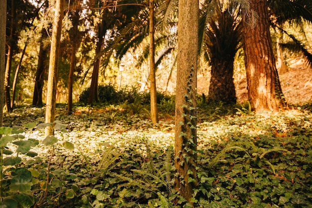 Rayos de sol en vegetación en bosque