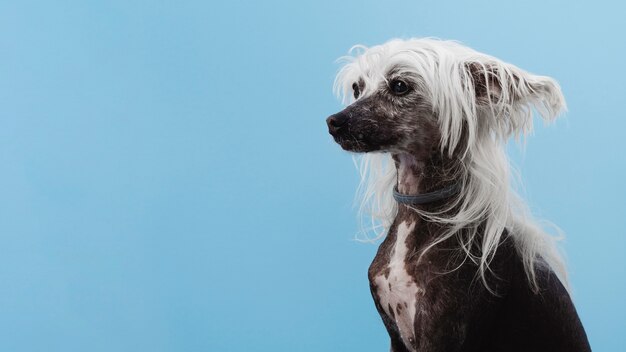 Raza de perro crestado chino con espacio de copia