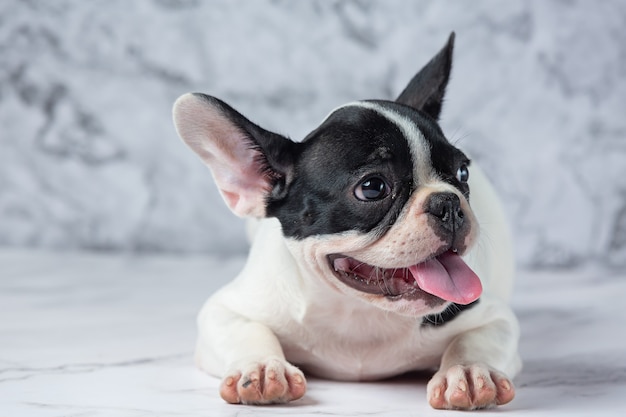 Razas de perros bulldog francés lunares blancos negros sobre mármol.