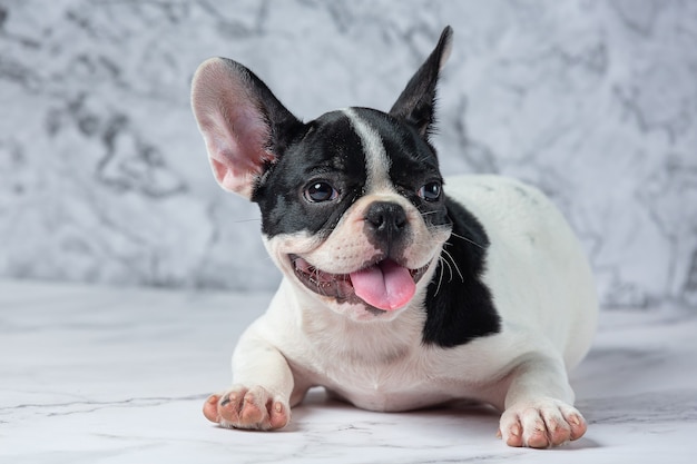 Razas de perros bulldog francés lunares blancos negros sobre mármol.