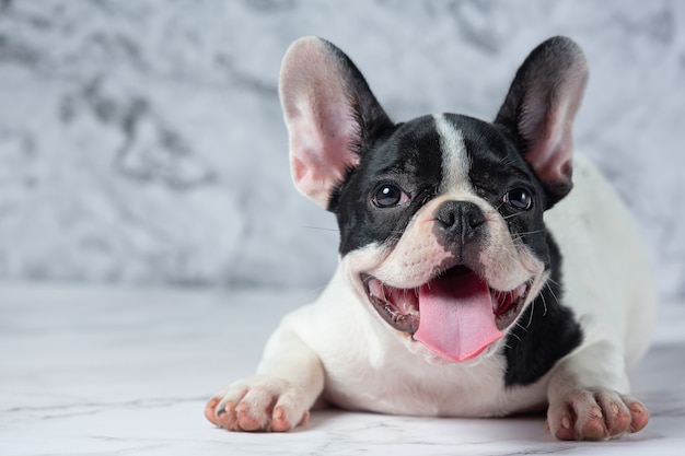 Razas de perros bulldog francés lunares blancos negros sobre mármol.