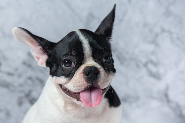 Razas de perros bulldog francés lunares blancos negros sobre mármol.