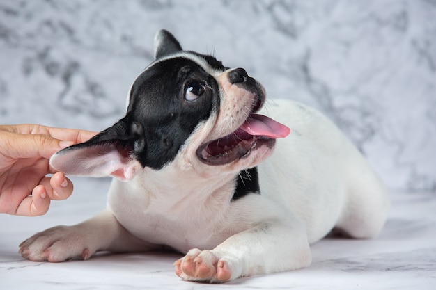 Razas de perros bulldog francés lunares blancos negros sobre mármol.