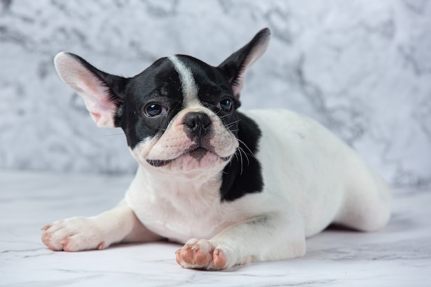 Razas de perros bulldog francés lunares blancos negros sobre mármol.