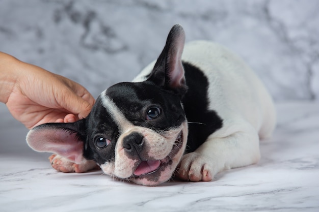 Razas de perros bulldog francés lunares blancos negros sobre mármol.