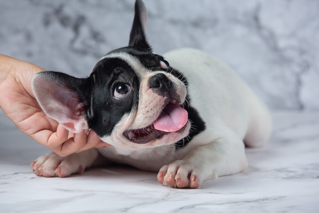 Foto gratuita razas de perros bulldog francés lunares blancos negros sobre mármol.