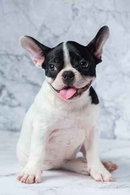 Razas de perros bulldog francés lunares blancos negros sobre mármol.