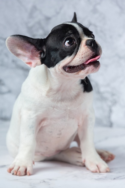 Razas de perros bulldog francés lunares blancos negros sobre mármol.