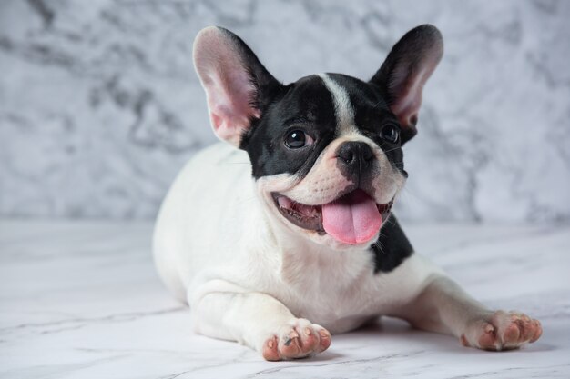 Razas de perros bulldog francés lunares blancos negros sobre mármol.