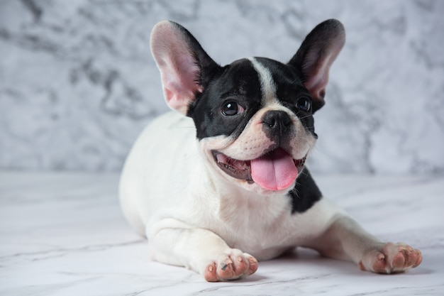 Razas de perros bulldog francés lunares blancos negros sobre mármol.