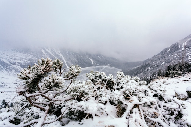 Árbol de abeto en una colina de montaña cubierta de nieve