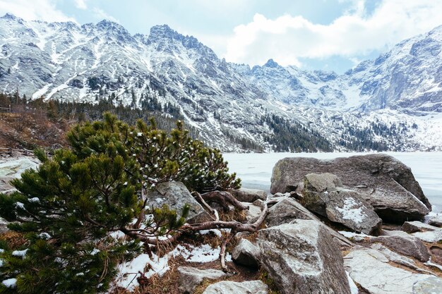 Árbol de abeto verde caído cerca del lago en invierno