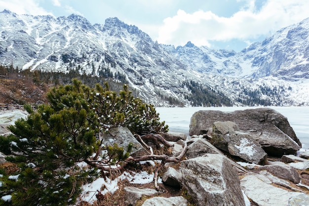 Árbol de abeto verde caído cerca del lago en invierno