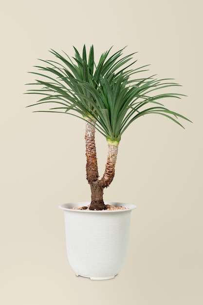 Árbol de agave en una maceta blanca